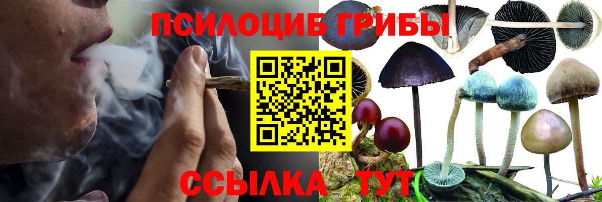 Псилоцибиновые грибы GOLDEN TEACHER  Псилоцибиновые грибы ЛСД  Волжский  где продают наркотики  Вход с VPN 